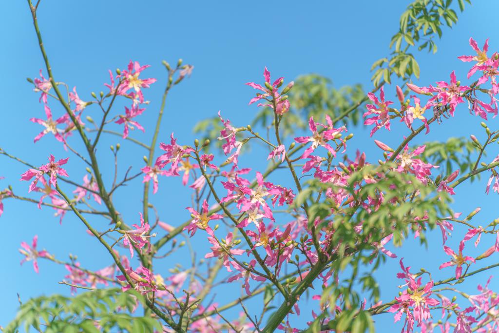 球速体育加速节点